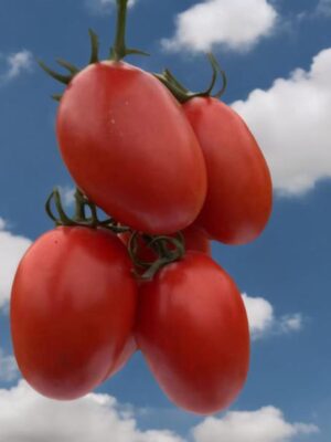 Determinate saladetee tomato hybrid seed