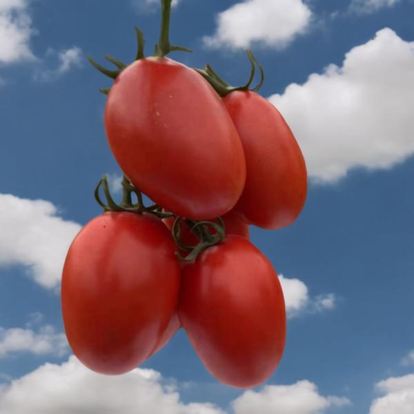 Determinate saladetee tomato hybrid seed