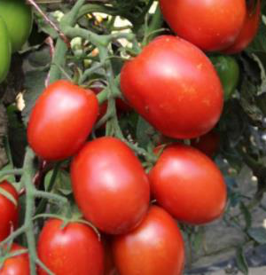 Tomato UC82B Seeds