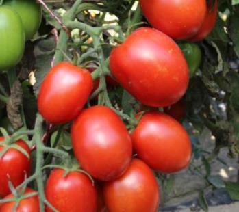 Tomato UC82B Seeds