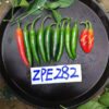 Serrano pepper seeds