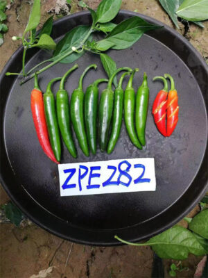 Serrano pepper seeds