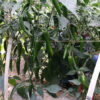 Serrano pepper seeds