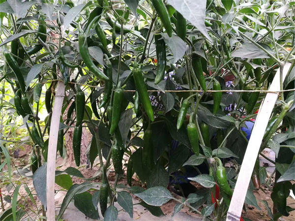 Serrano pepper seeds