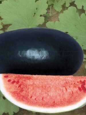 Black watermelon seeds 10-15kg