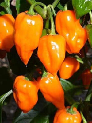 Habanero Chili Pepper Seeds Capsicum chinense