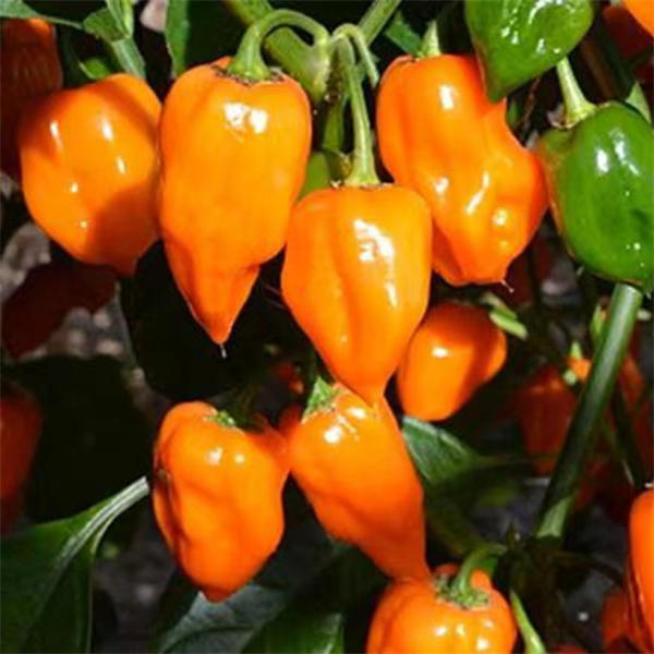 Habanero Chili Pepper Seeds Capsicum chinense