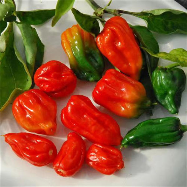 Habanero Chili Pepper Seeds Capsicum chinense