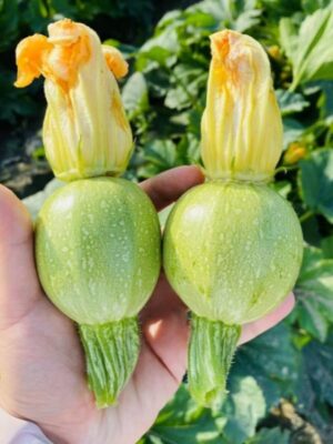 Green round squash zucchini seeds