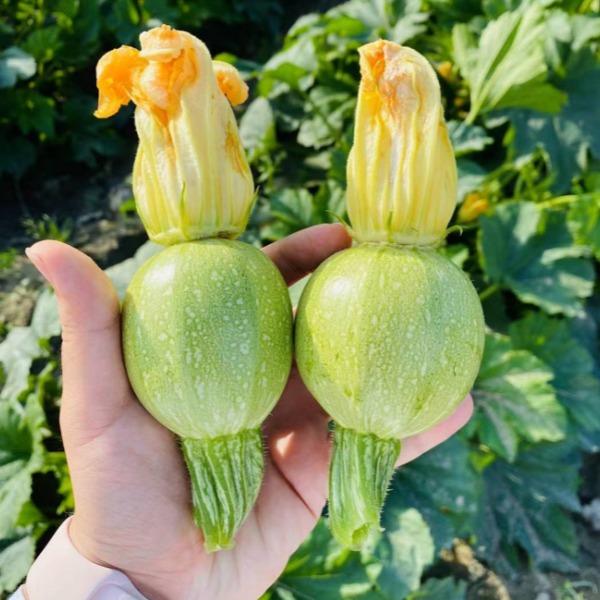 Green round squash zucchini seeds