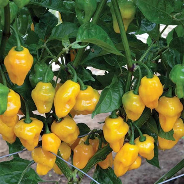 Habanero Chili Pepper Seeds Capsicum chinense