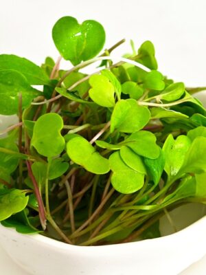 Arugula microgreen seeds