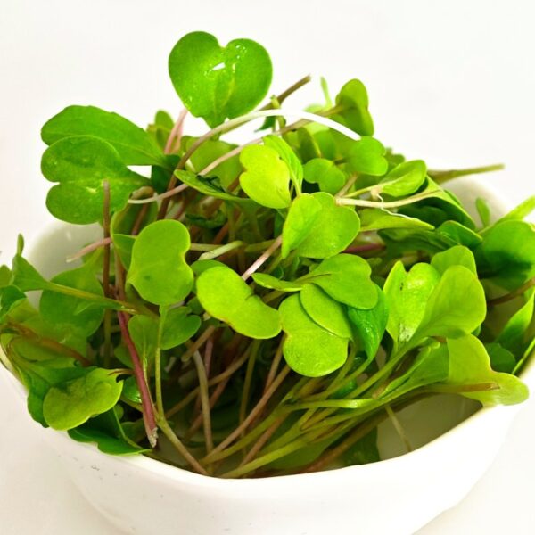Arugula microgreen seeds