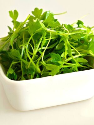 Celery microgreen seeds