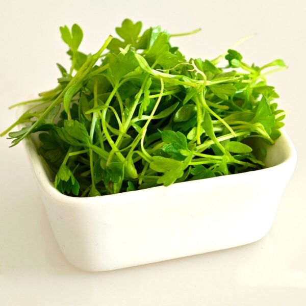 Celery microgreen seeds