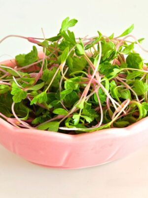 Pink celery microgreen seeds