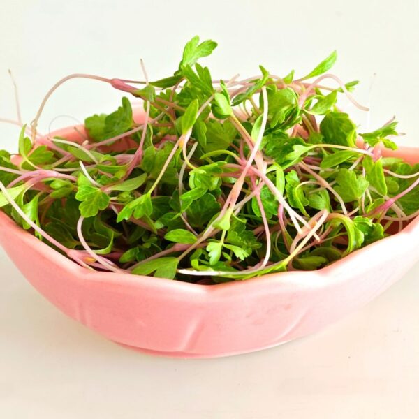 Pink celery microgreen seeds