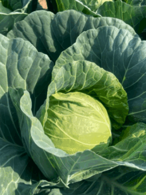Round cabbage seeds hybrid
