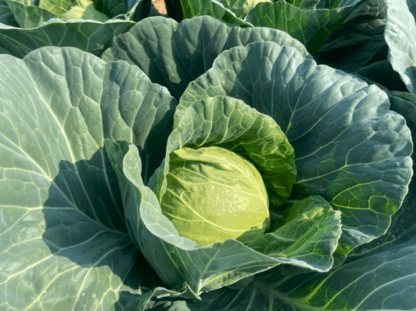 Round cabbage seeds hybrid