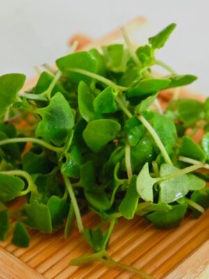 Sweet basil microgreens seeds
