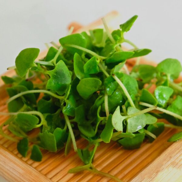 Sweet basil microgreens seeds