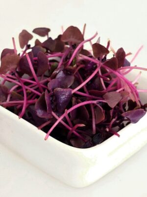 Purple basil microgreen seeds