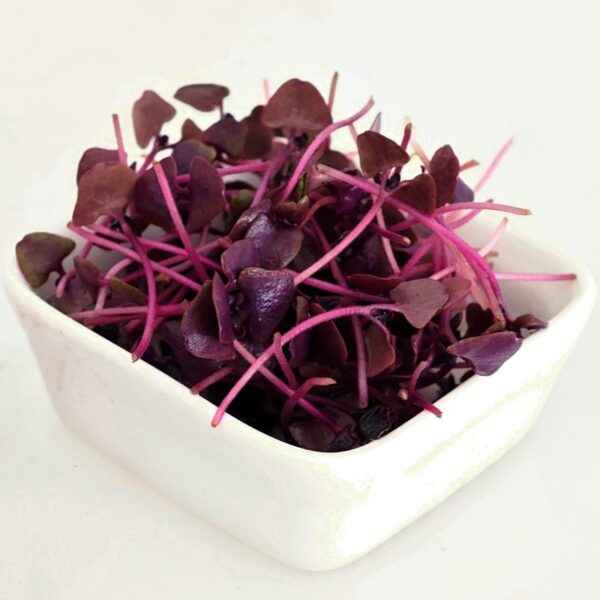 Purple basil microgreen seeds