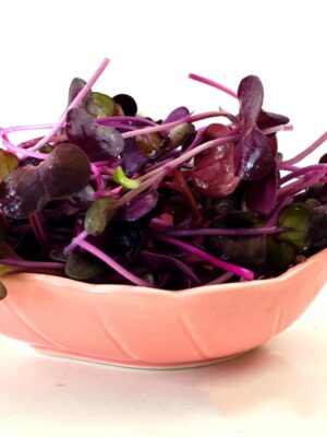 Purple sango radish microgreen seeds