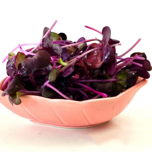 Purple sango radish microgreen seeds