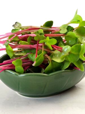 Red radish microgreen seeds