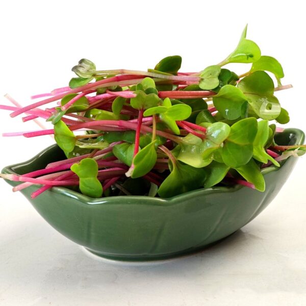 Red radish microgreen seeds