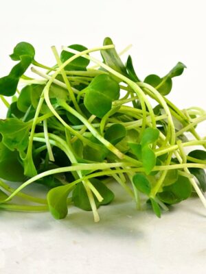 White Radish Microgreen Seeds