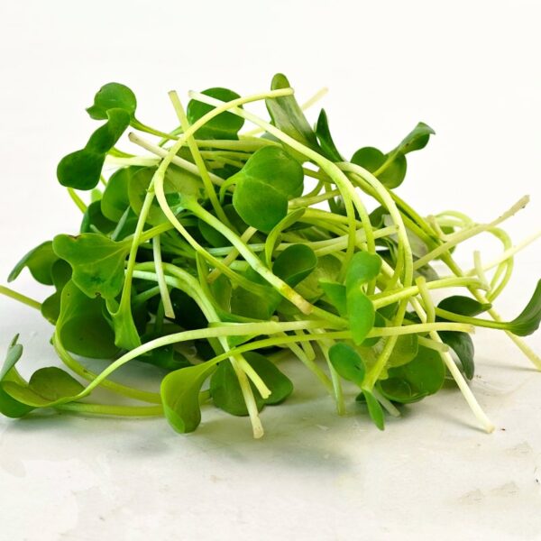 White Radish Microgreen Seeds