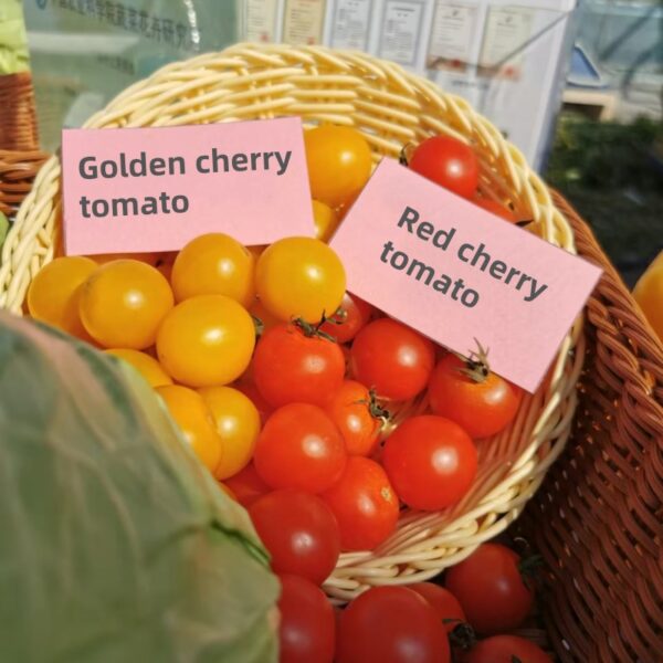 Hybrid red and yellow cherry tomato seeds