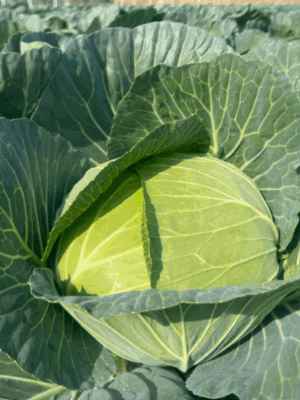Flat cabbage seeds hybrid