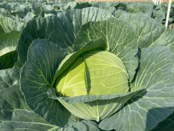 Flat cabbage seeds hybrid