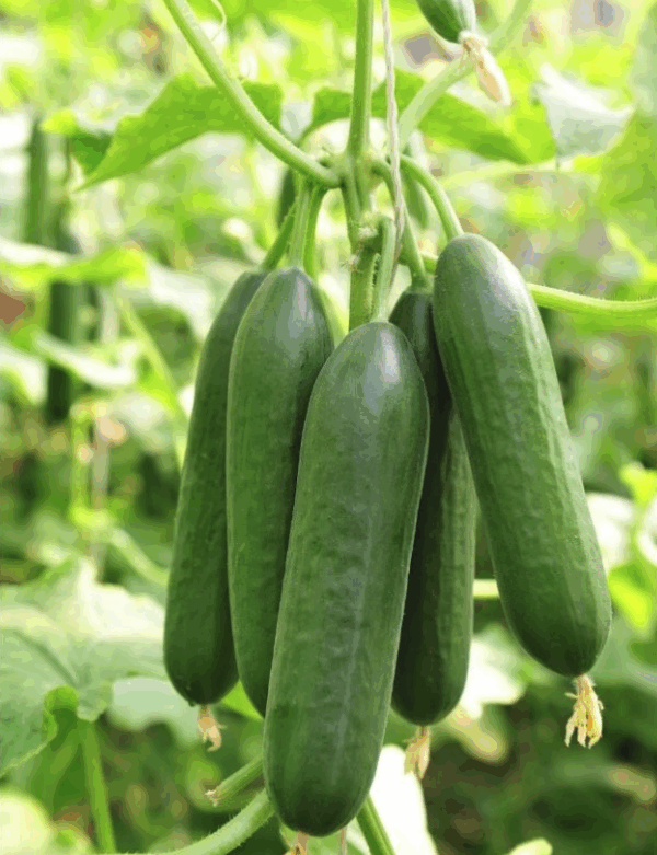 Hybrid cucumber seeds hybrid