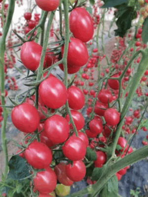 Hybrid pink cherry tomato seeds