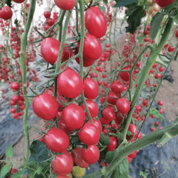 Hybrid pink cherry tomato seeds
