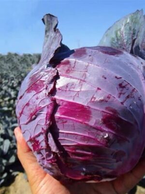Red cabbage seeds hybrid