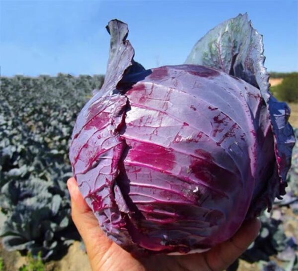 Red cabbage seeds hybrid