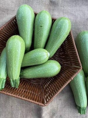 hybrid shorouq squash seeds