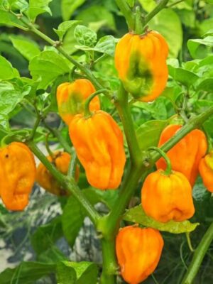 Yellow Ghost Pepper seeds