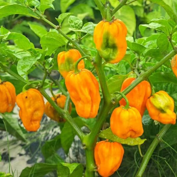 Yellow Ghost Pepper seeds