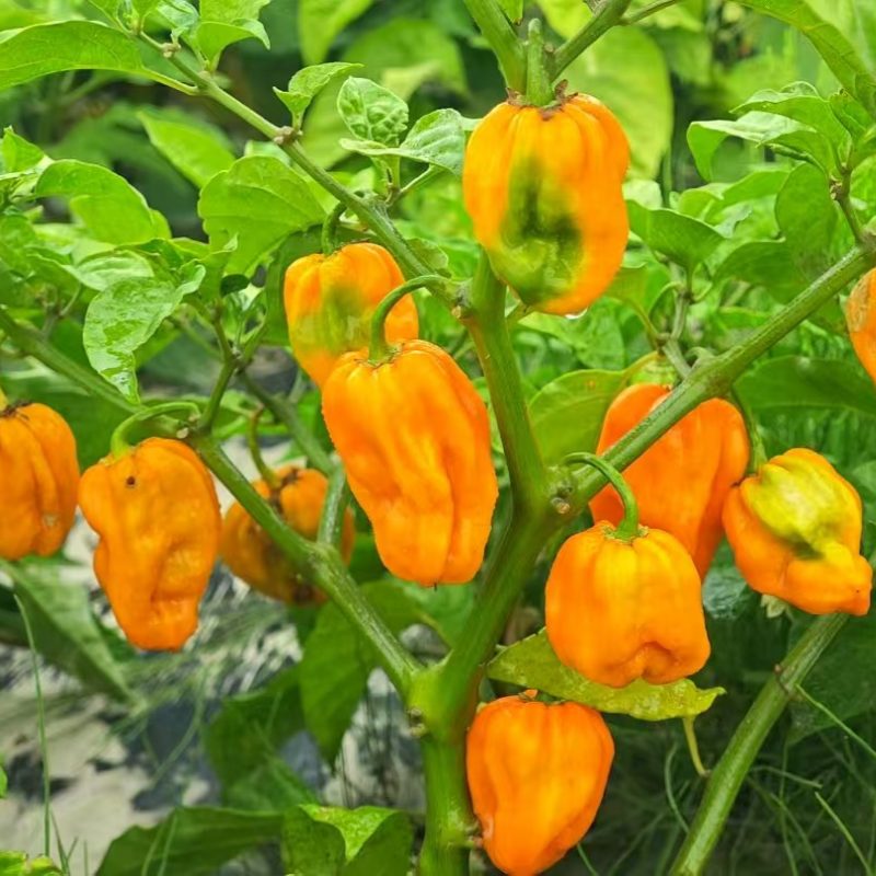 Yellow Ghost Pepper Seeds LUTESEEDS yellow-ghost-pepper-seeds-luteseeds