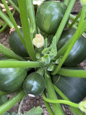 Hybrid Zucchini Seeds Dark Green Round Squash