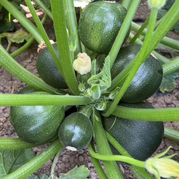 Hybrid Zucchini Seeds Dark Green Round Squash