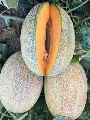 Hybrid Janna melon seeds