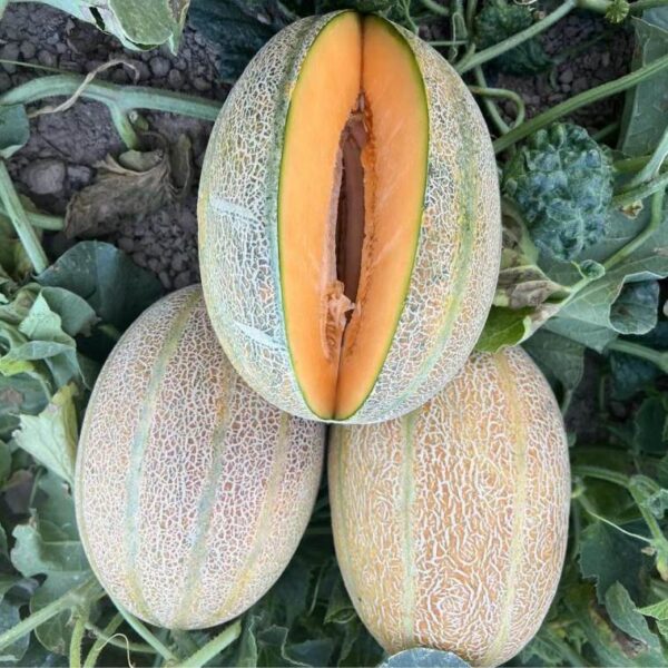 Hybrid Janna melon seeds