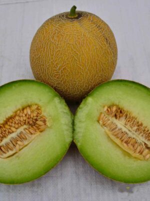 Hybrid Galia melon seeds